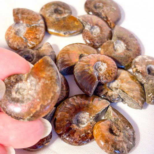 Whole polished ammonite shell crystal