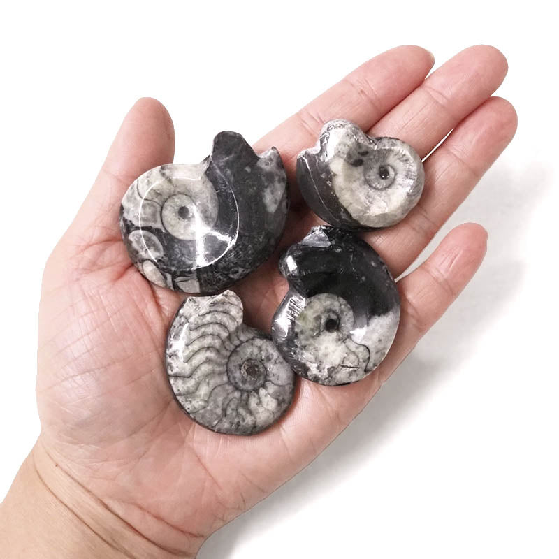 Ammonite shell crystal polished