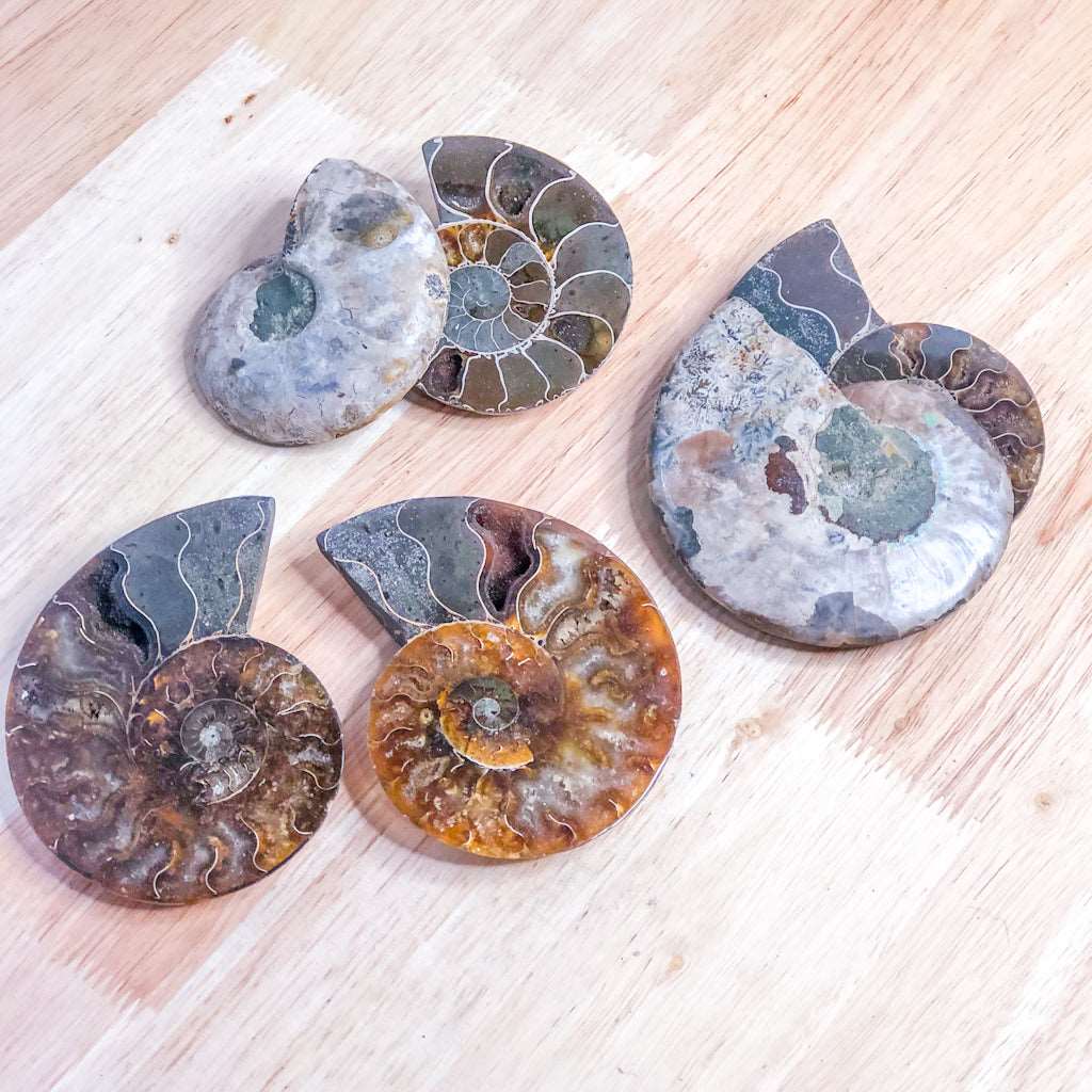 Ammonite shell crystal - pair L