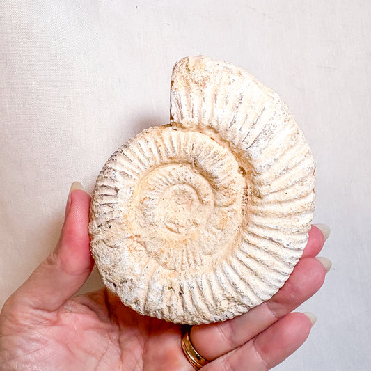 White Ammonite shell crystal whole raw