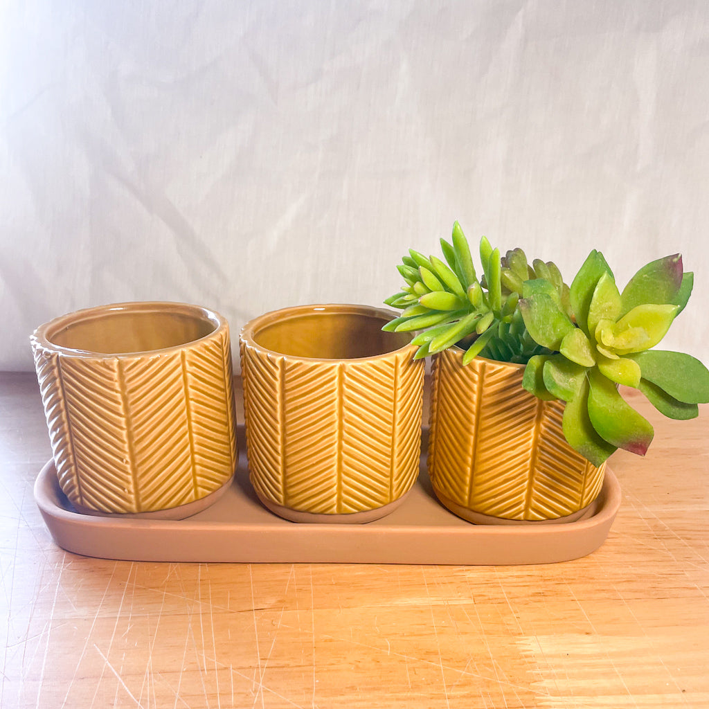 mustard yellow ceramic plant pot Mustard yellow ceramic planter pot set – Six Things Shop Australia