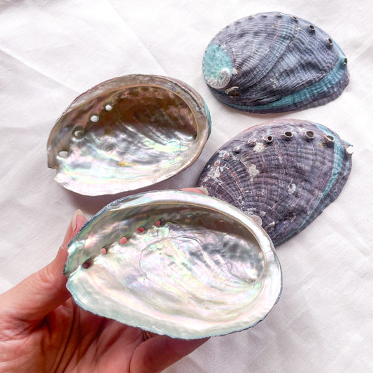Abalone shell dish