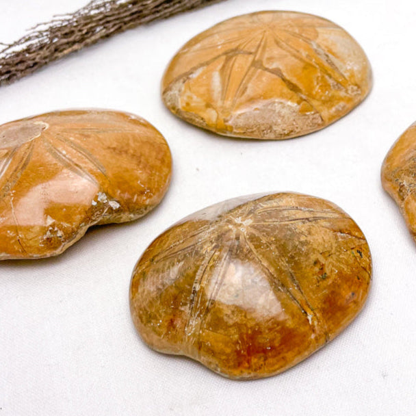 Sand dollar fossil urchin crystal