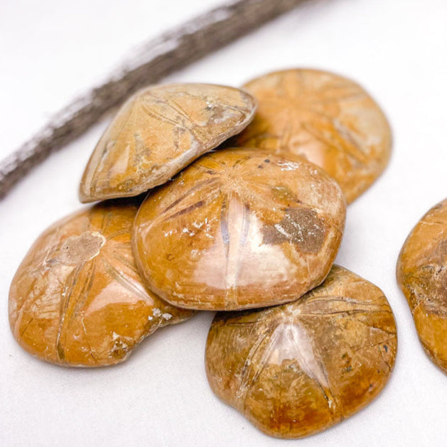 Sand dollar fossil urchin crystal