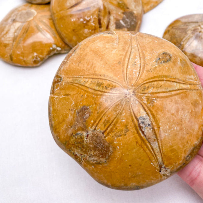Four brown stone-like objects on a white surface with a white candle in a decorative holder.