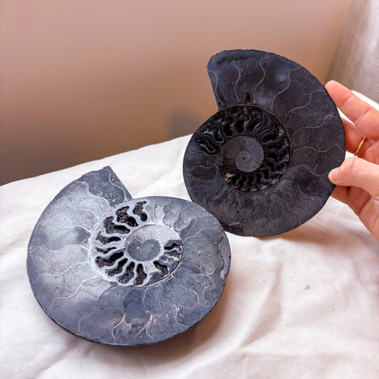 Black Ammonite shell crystal half