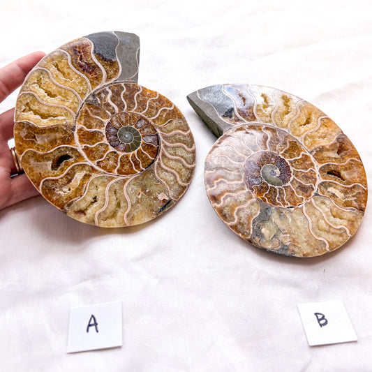 Ammonite shell crystal - XL half