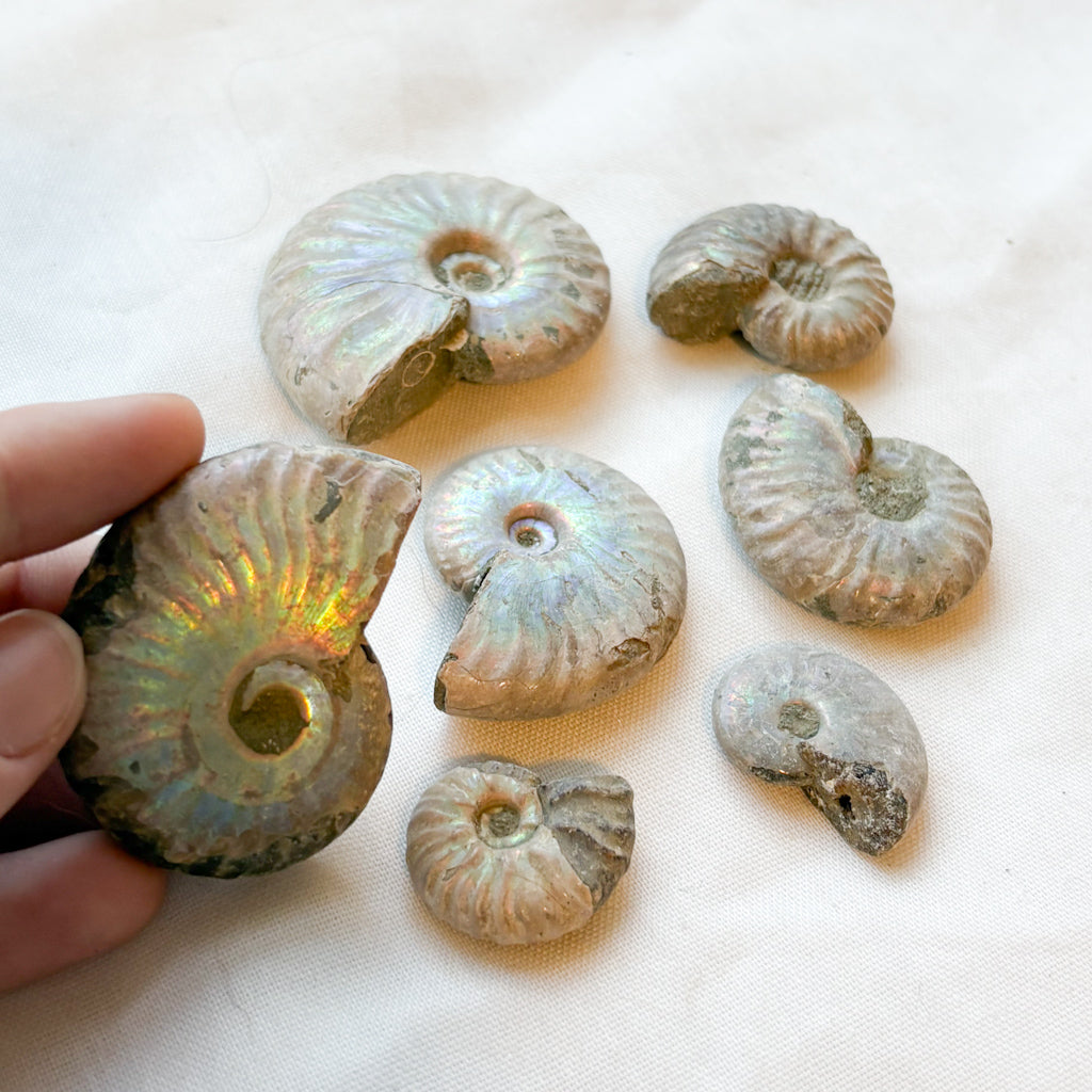 Whole polished silver ammonite shell crystal