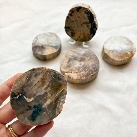 Fossilised wood slice / jurassic crystal / petrified wood statue