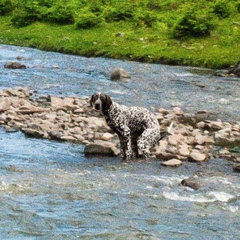 Natures call / Pooping puppy dog mug
