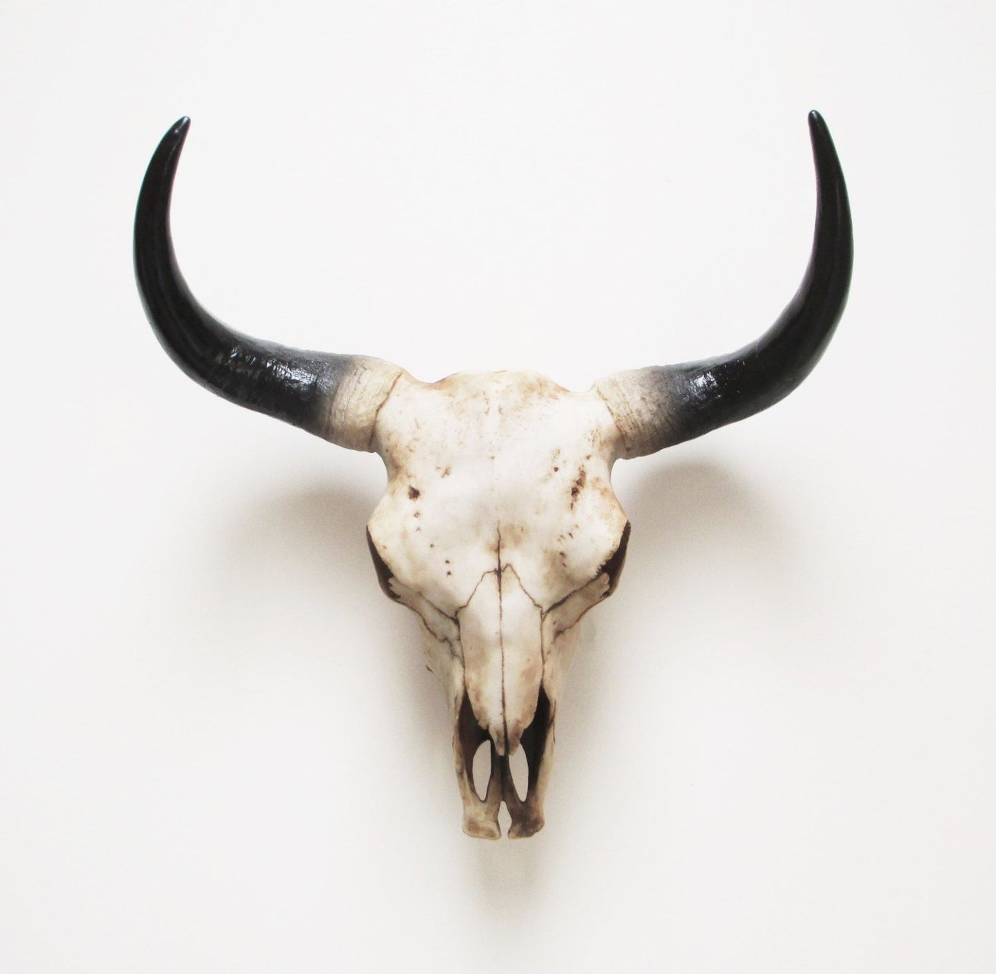 Buffalo / bull / natural cow skull wall hanging