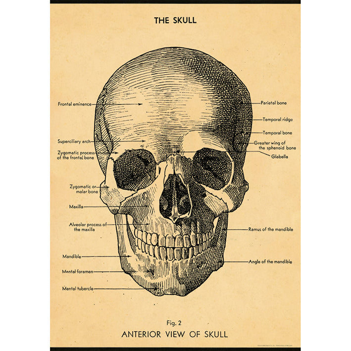 Skull vintage chart poster print