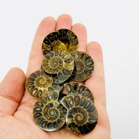 Halved ammonite shell crystal
