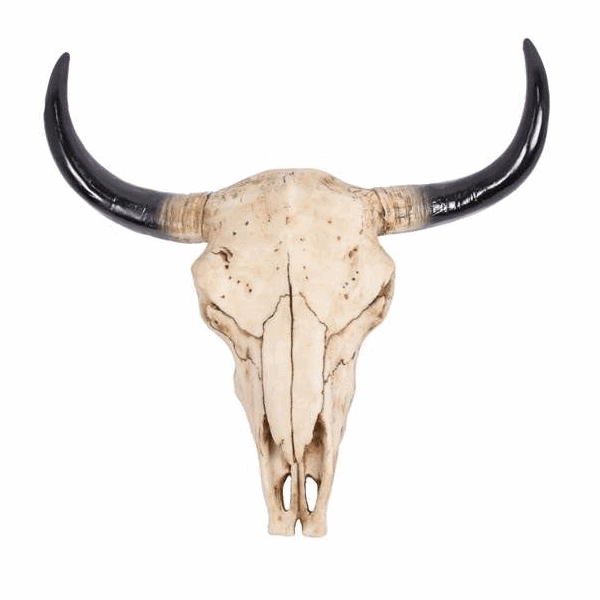 Buffalo / bull / natural cow skull wall hanging