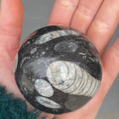 Orthoceras ammonite shell fossil crystal sphere