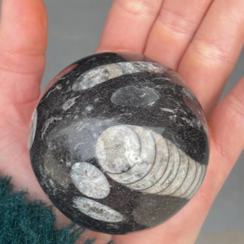 Orthoceras ammonite shell fossil crystal sphere