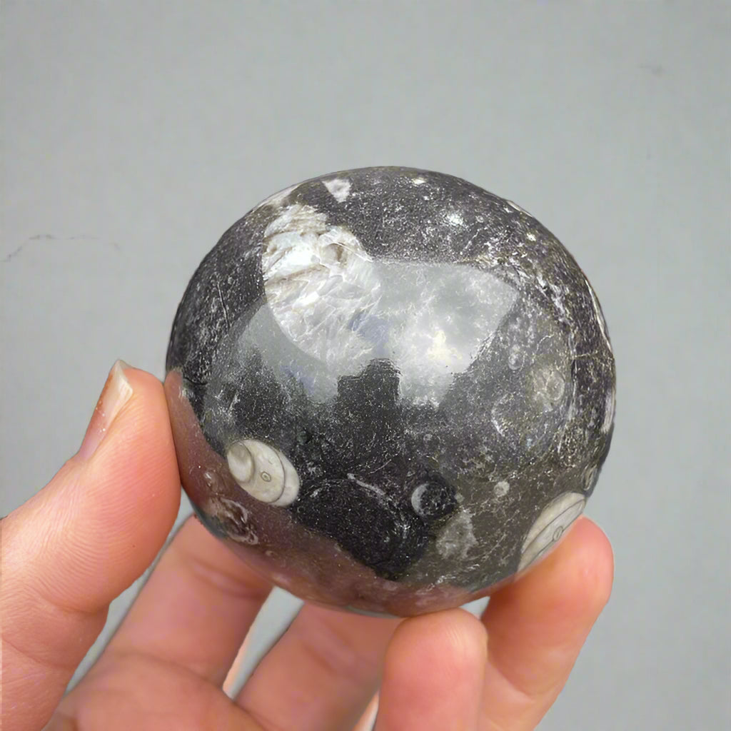 Orthoceras ammonite shell fossil crystal sphere