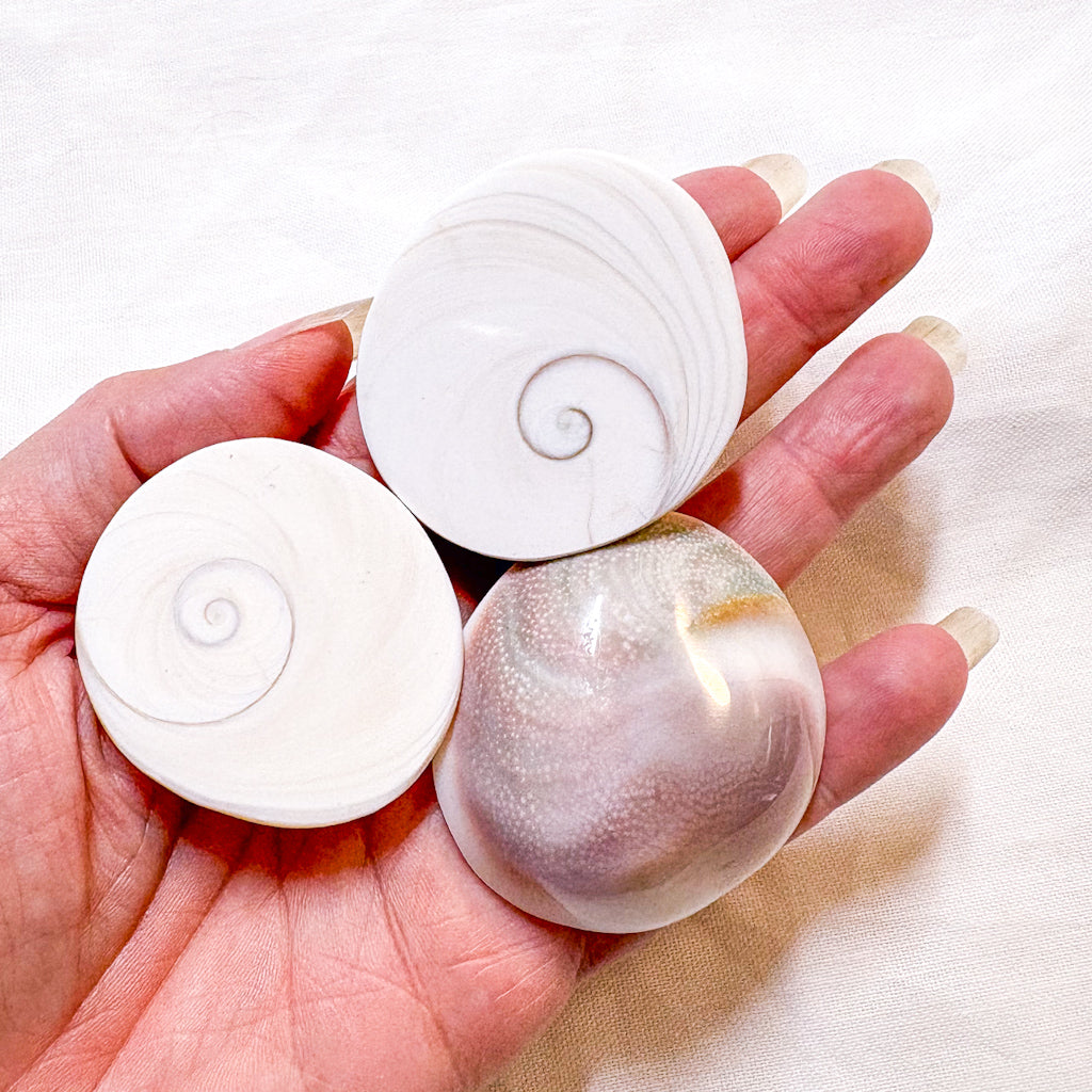 Mermaid money shiva shell crystal