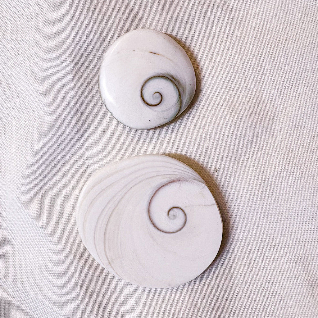 Mermaid money shiva shell crystal