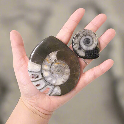 Ammonite shell crystal polished