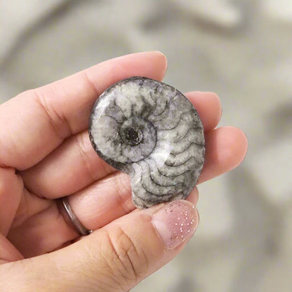 Ammonite shell crystal polished