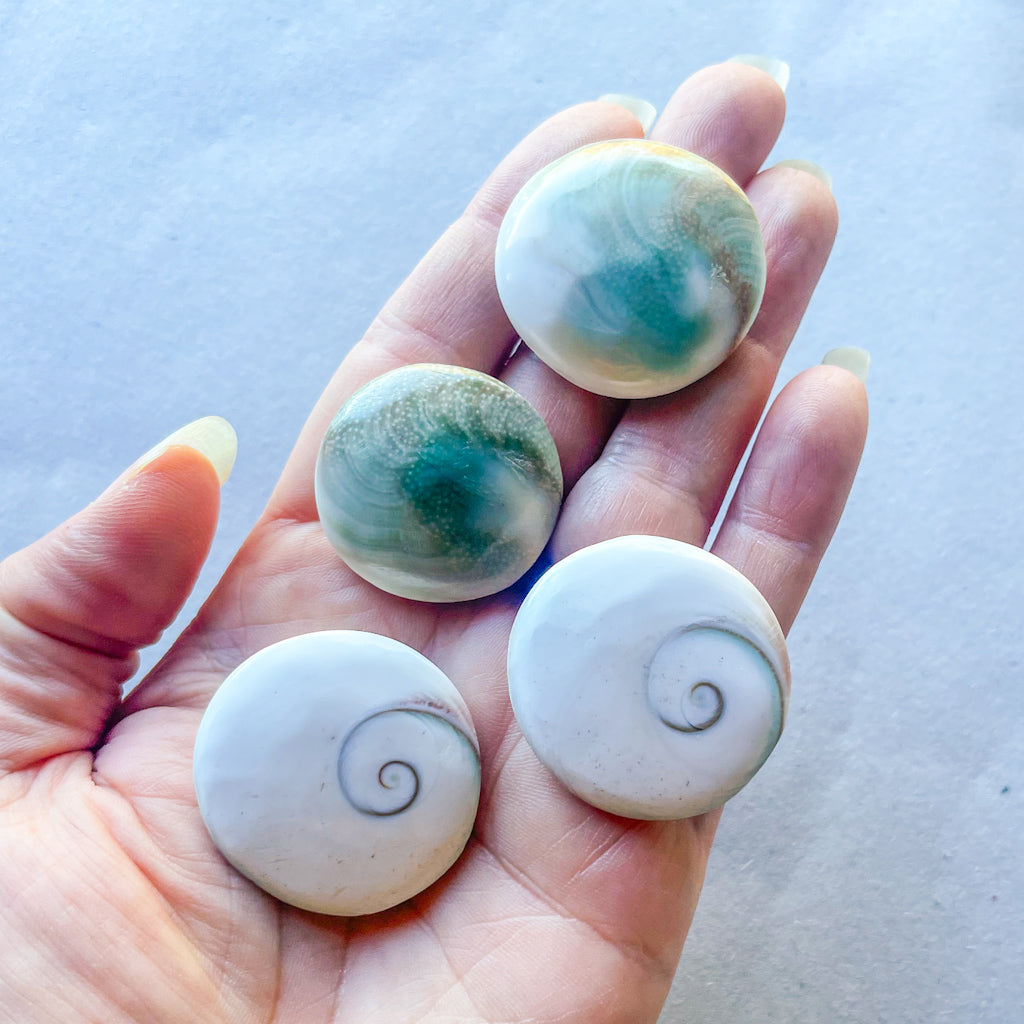 Mermaid money shiva shell crystal – Six Things Shop Australia