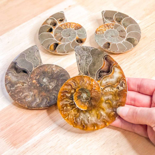 Ammonite shell crystal - pair L