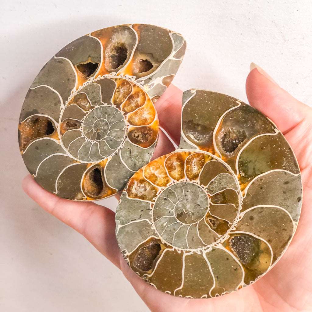 Ammonite shell crystal - pair L