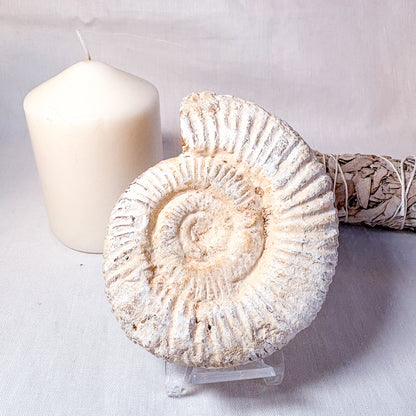 White Ammonite shell crystal whole raw