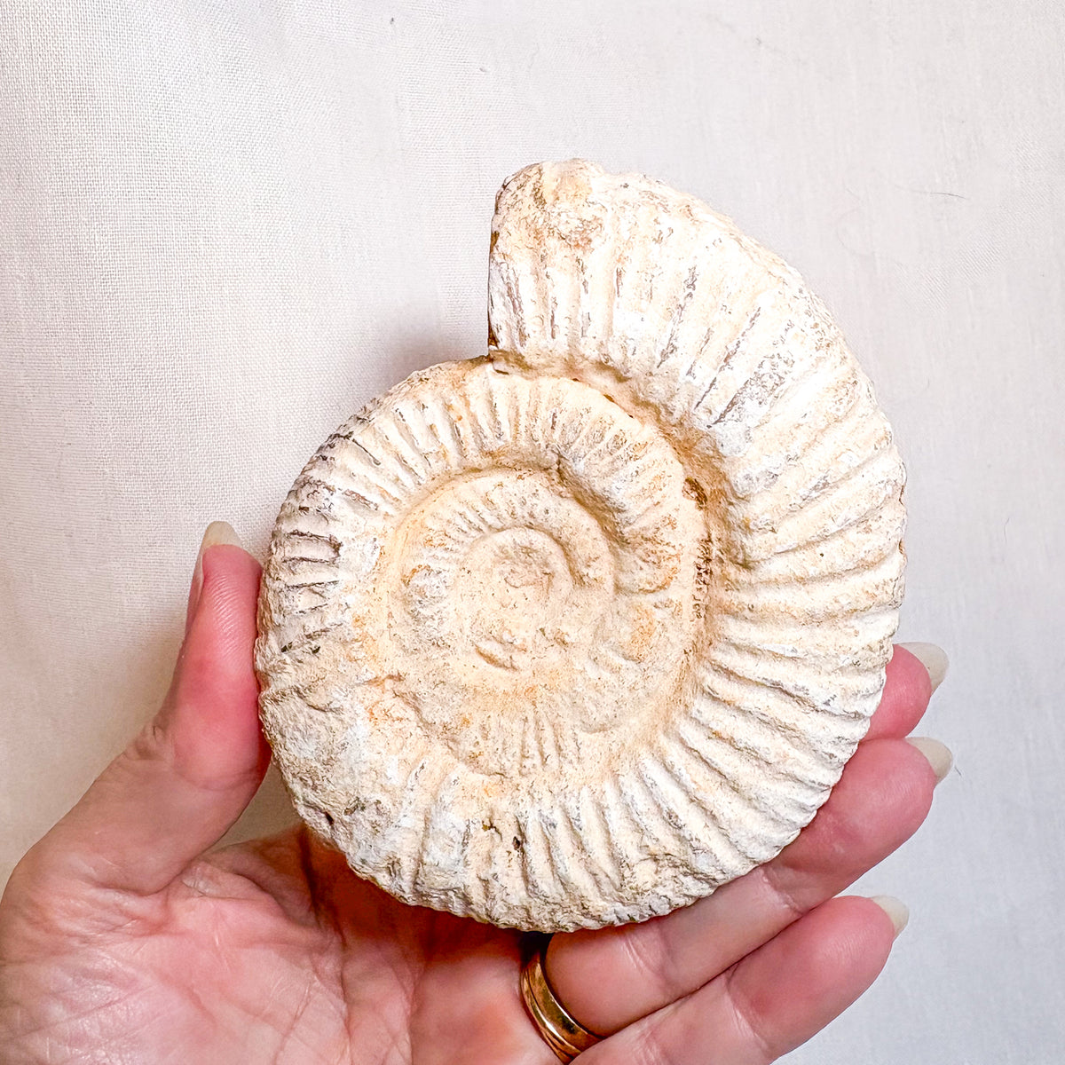 White Ammonite shell crystal whole raw