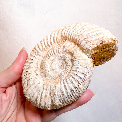 White Ammonite shell crystal whole raw