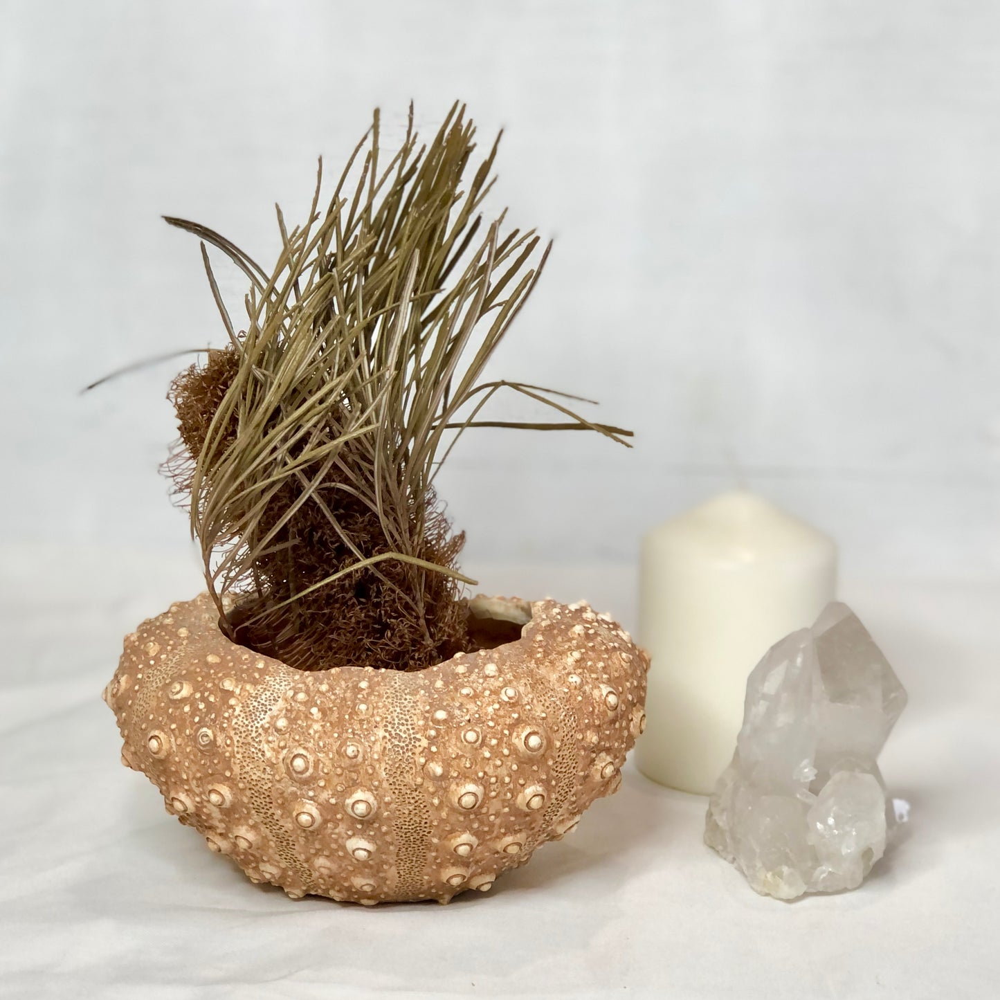 Coastal vibes sea urchin vase