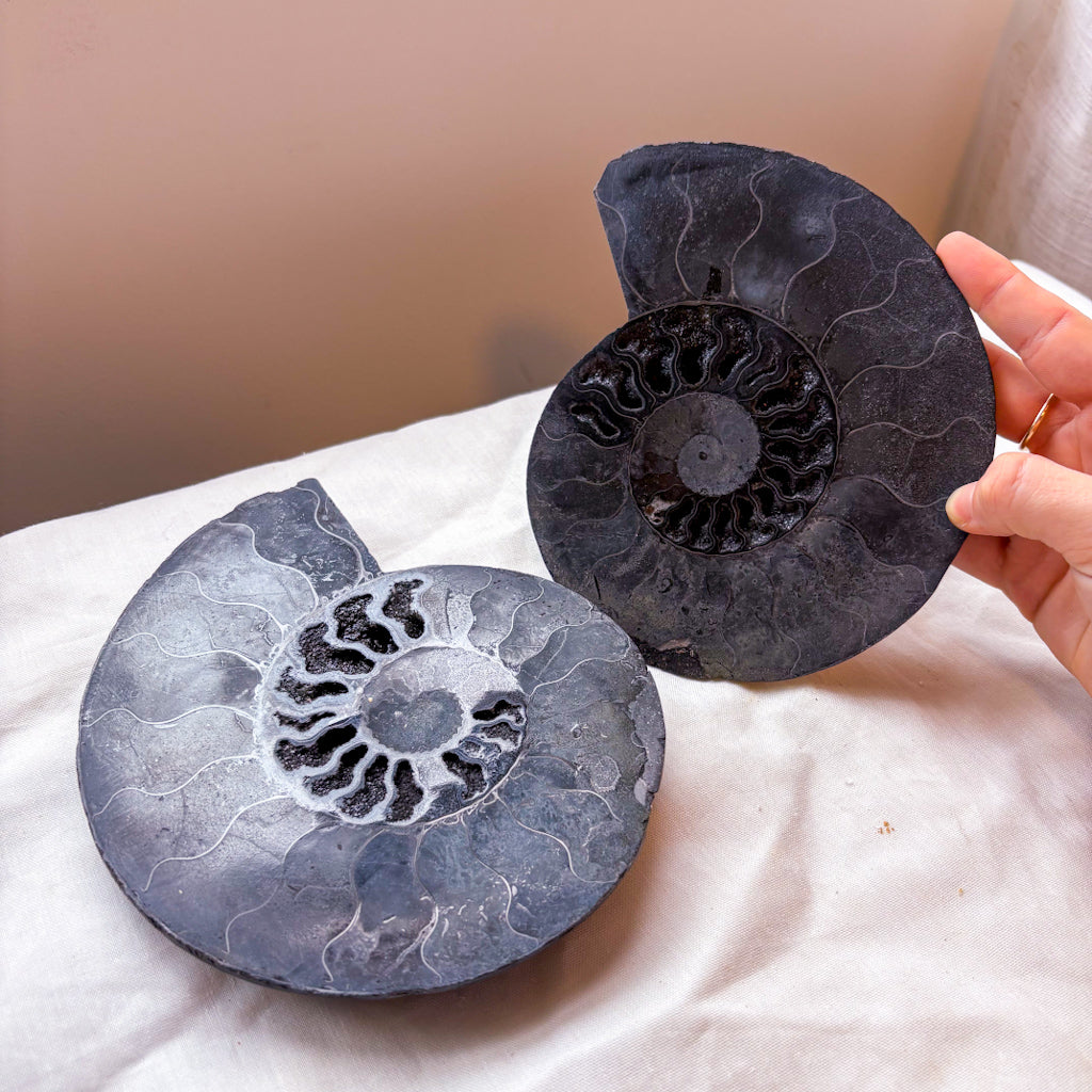Black Ammonite shell crystal half
