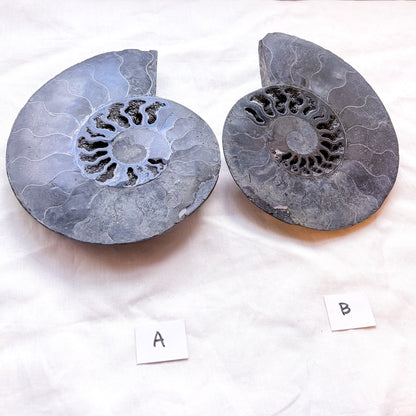 Black Ammonite shell crystal half