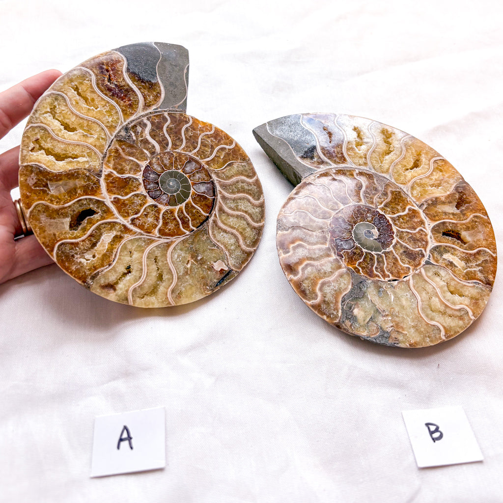 Ammonite shell crystal - XL half