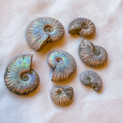 Whole polished silver ammonite shell crystal