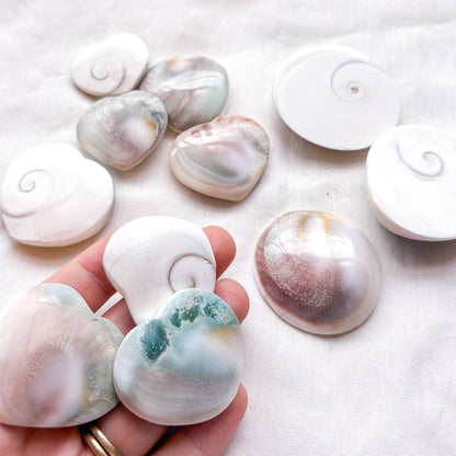 Mermaid money shiva shell crystal