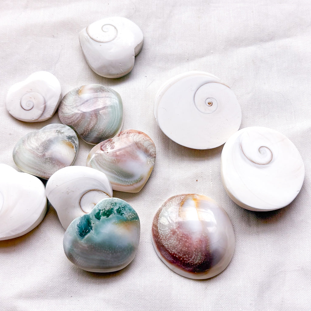Mermaid money shiva shell crystal