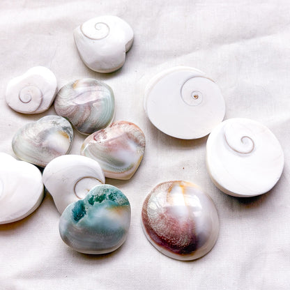 Mermaid money shiva shell crystal