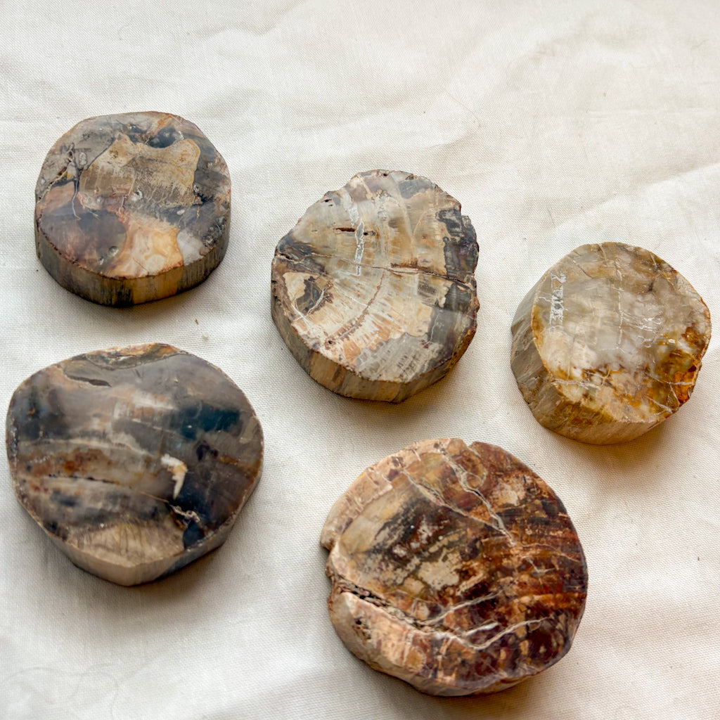 Fossilised wood slice / jurassic crystal / petrified wood statue