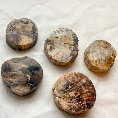 Fossilised wood slice / jurassic crystal / petrified wood statue