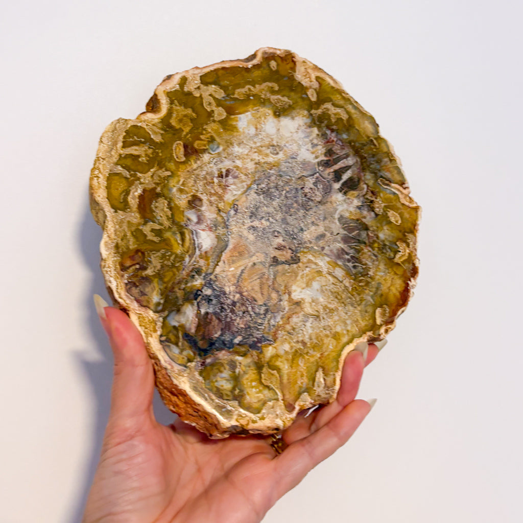 Fossilised wood slice / jurassic crystal / petrified wood slab 1.45kg
