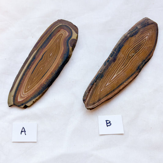 Stromatolite fossillized crystal slice