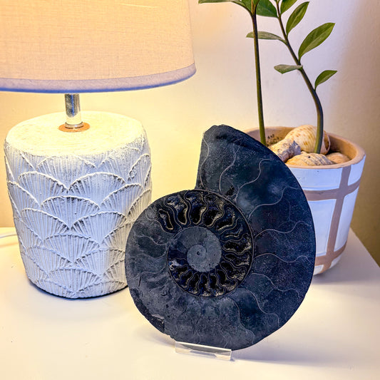 Black Ammonite shell crystal half