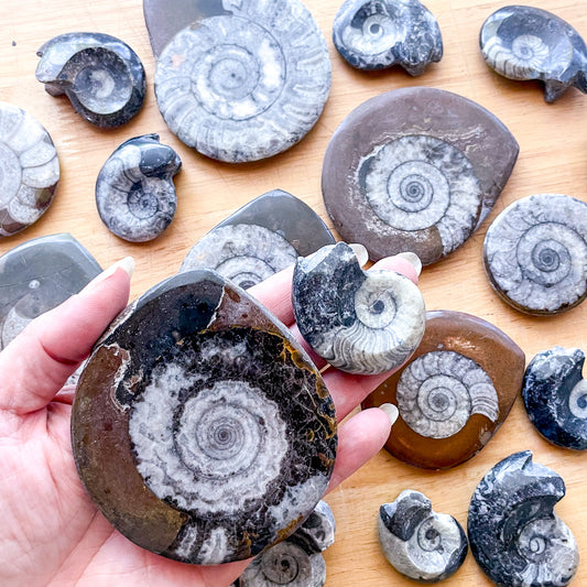 Ammonite shell crystal polished
