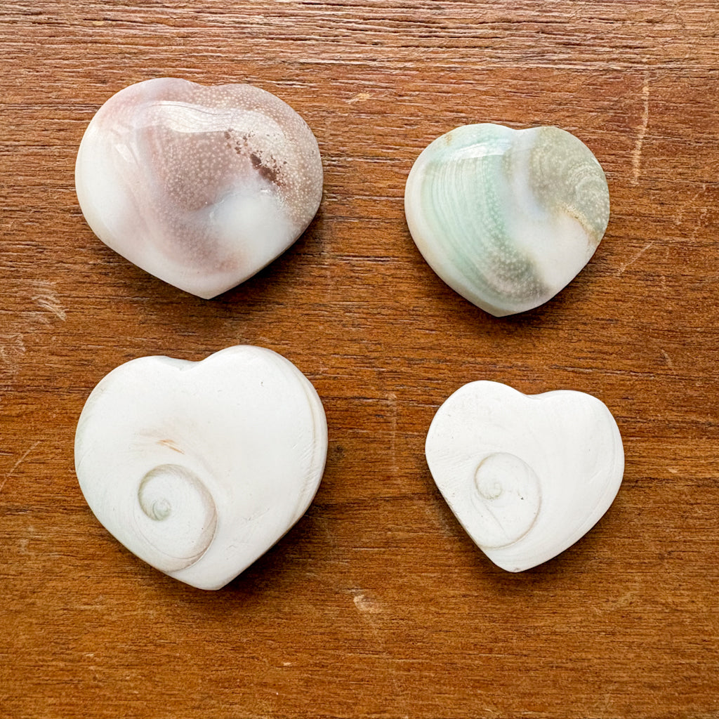 Mermaid money shiva shell crystal