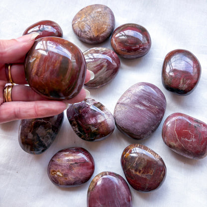 Fossilised wood palm stones