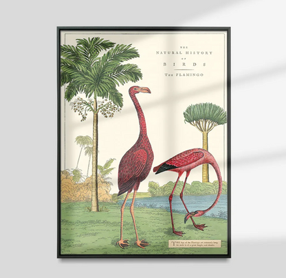 Flamingo vintage chart poster print