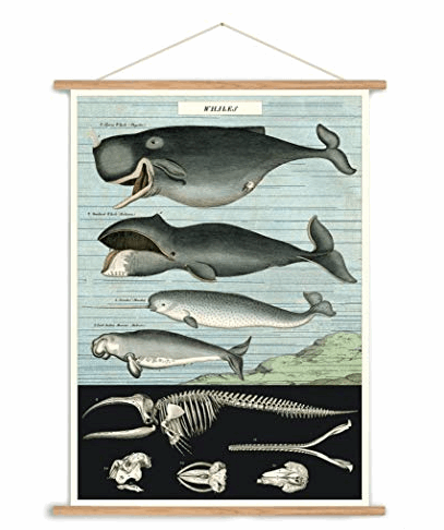Captains whale chart poster print