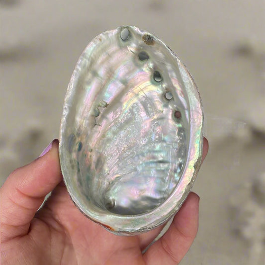 Abalone shell dish